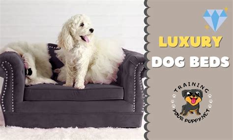 11 Best Luxury Dog Beds Review And Buyers Guide 2022