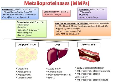 Cells | Free Full-Text | Behavior of Metalloproteinases in Adipose Tissue, Liver and Arterial ...