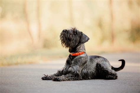 Mini Schnauzer Pros And Cons - Hypoallergenic | Training | Barking