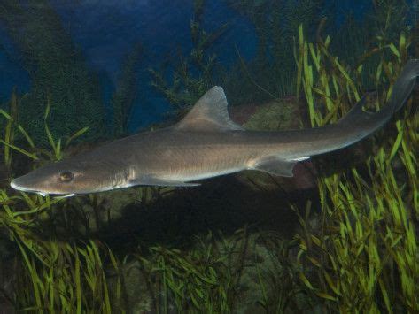 Common Smoothhound | Shark, Under the sea, La jolla california