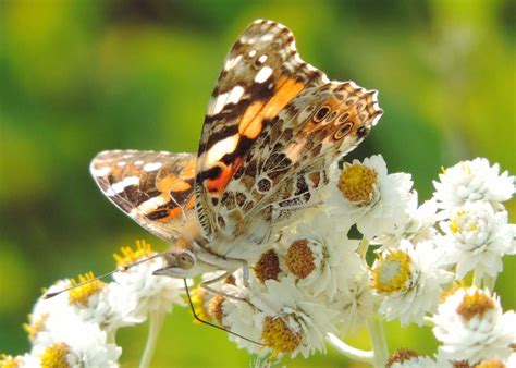 Top 10 Butterfly Host Plants to Attract Pollinators - Birds and Blooms