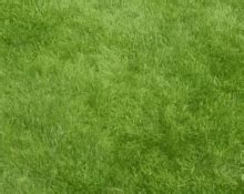 Grass Lawn GIF - Grass Lawn Green - Discover & Share GIFs