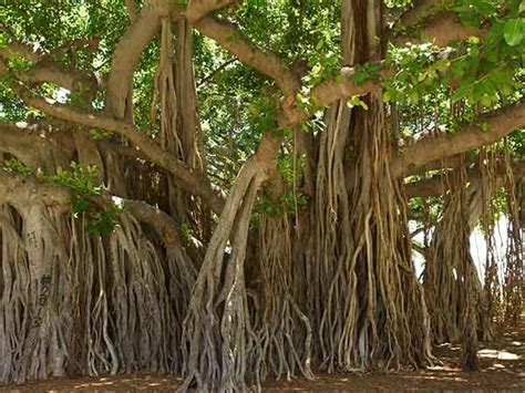 Topmost Popular And Oldest Banyan Trees In India - Nativeplanet