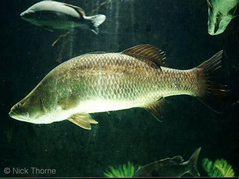 Native Fish Australia