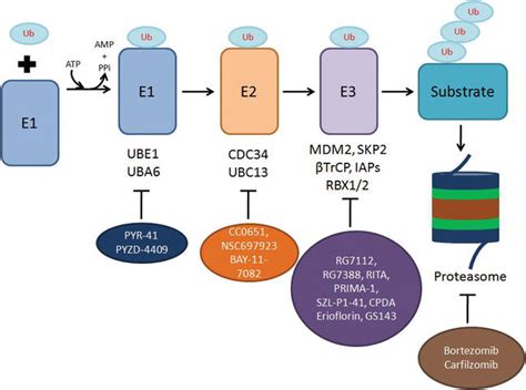 Targeting the Ubiquitin Proteasome System in Cancer | IntechOpen