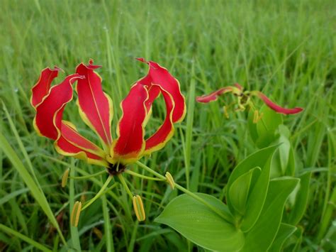 Flame Lily | Flower Of The Week - Westridge Florist Toowoomba