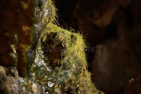 Moss Growing on Stalagmite in Cave Stock Photo - Image of erosion, exploration: 140839302