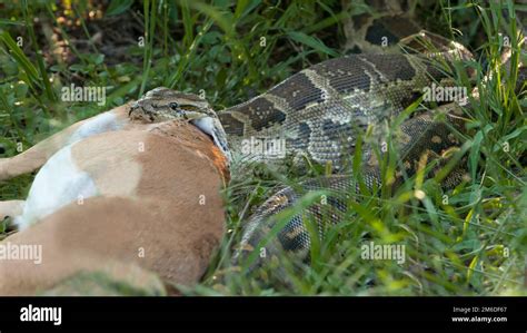 Large southafrican python eating prey Stock Photo - Alamy