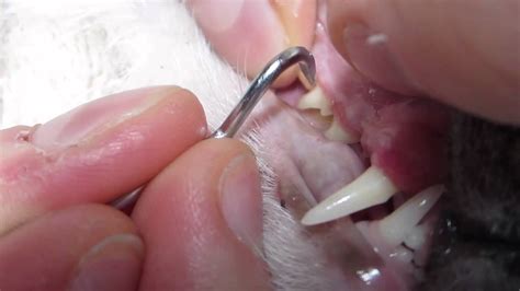 Cat Teeth Cleaning - YouTube