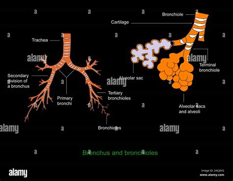 Bronchus and bronchioles. Diagram of the anatomical structure of the bronchi and their ...