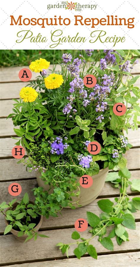 Mosquito Repellent Plants in a Pretty DIY Container Garden