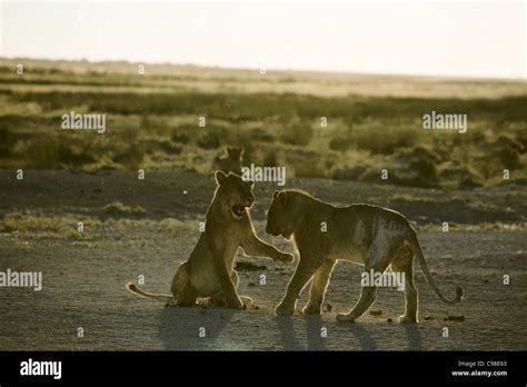 Lions play fighting (Panthera leo Stock Photo - Alamy