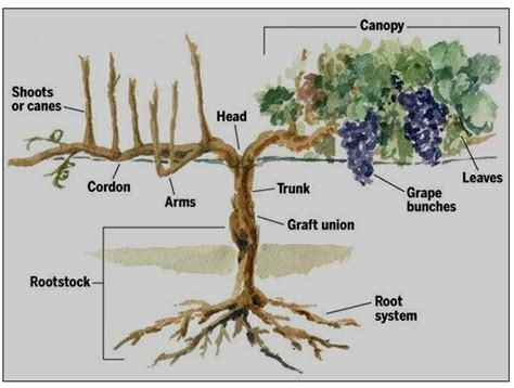 Typical morphology of grapevine. | Download Scientific Diagram