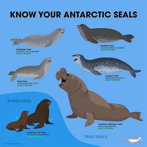 Know Your Antarctic Seals Photographic Print by PepomintNarwhal in 2022 | Elephant seal, Fun ...