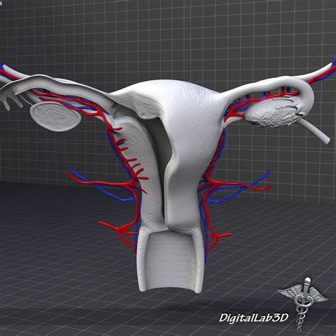 Human Female Reproductive System 3D Model .max .obj .3ds .fbx .c4d .lwo .lw .lws - CGTrader.com