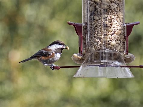 Chestnut-backed Chickadee - NestWatch