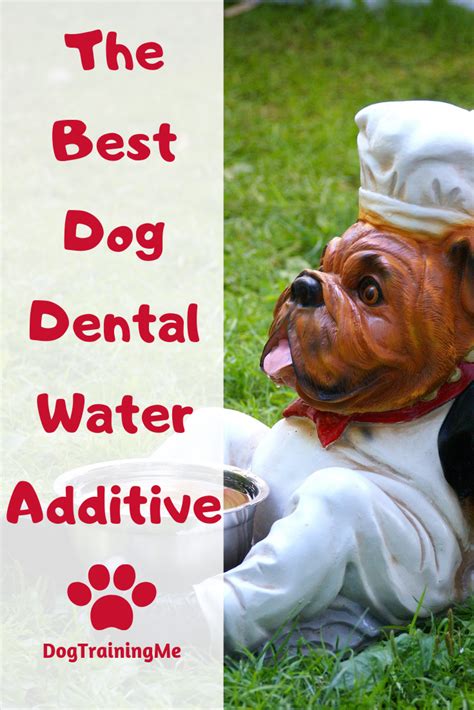 Best Dog Dental Water Additive (With images) | Dog dental, Dog dental care, Dental