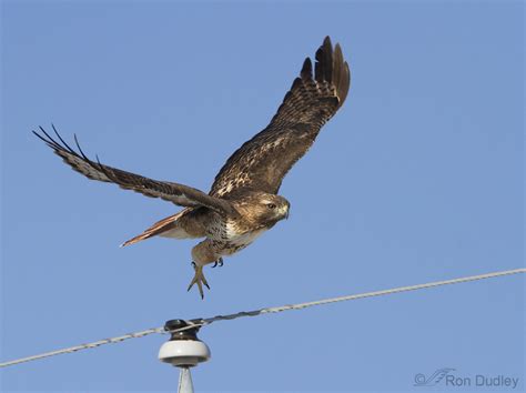 Red-tailed Hawk Hunting Voles « Feathered Photography