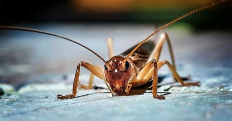 What do crickets eat?