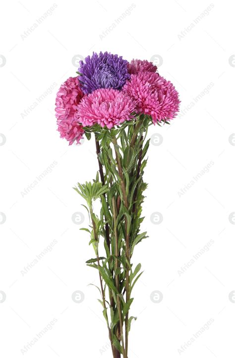 Bouquet of beautiful aster flowers on white background: Stock Photo ...