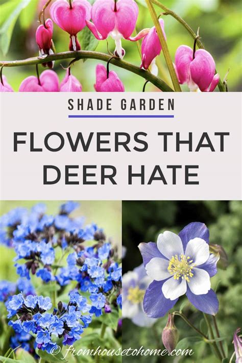 Deer Resistant Shade Plants (15 Beautiful Perennials and Shrubs That ...