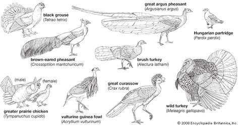 Galliform - Gamebirds, Fowl, Pheasants | Britannica