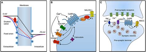 Frontiers | Calcium-Sensing Receptor: A Key Target for Extracellular ...