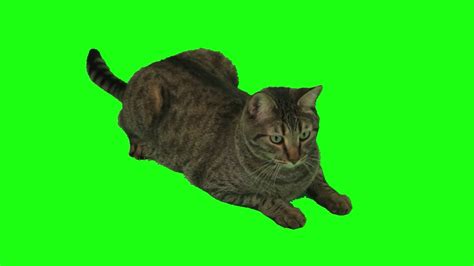 Free Green Screen The Cat - YouTube