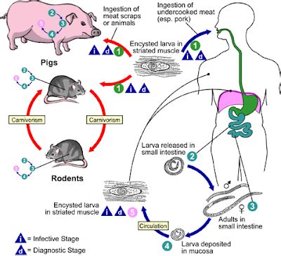 MPH 720 GLOBAL ISSUES IN ENVIRONMENTAL HEALTH: Trichinella spiralis