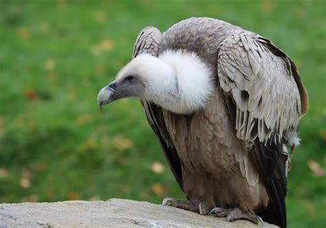 Vulture Symbolism: 20 Spiritual Meanings Of Vulture