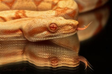 31 best images about Albino Boa Constrictor on Pinterest | UX/UI ...