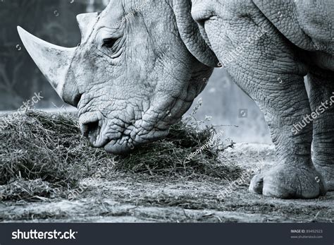 White Rhino Black White Eating Stock Photo 89492923 | Shutterstock