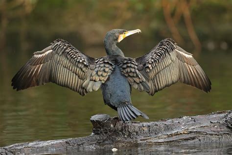 Great and Double-crested Cormorants and European Shag photo ID guide ...