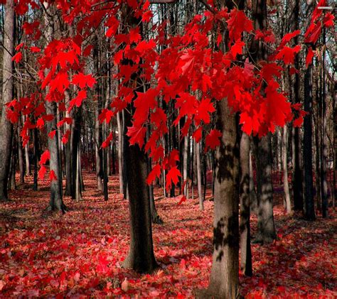 Red Autumn Leaves Wallpapers - Top Free Red Autumn Leaves Backgrounds ...