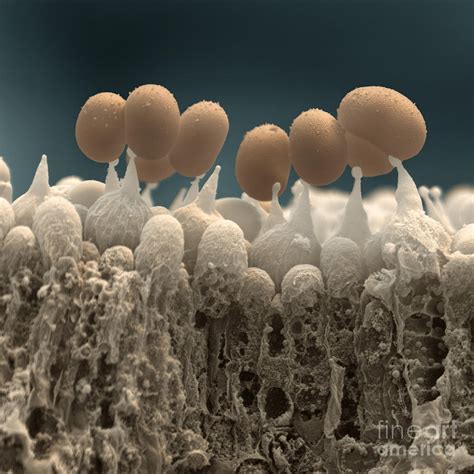 Button Mushroom Spores Photograph by Eye of Science