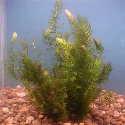 Hornwort Ceratophyllum demercum – Pond Plants Online