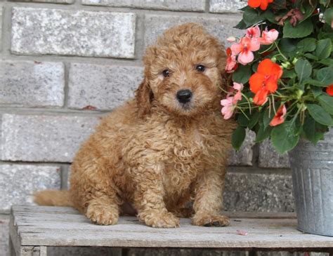 "Goldendoodle" Puppies For Sale | Los Angeles, CA #248633