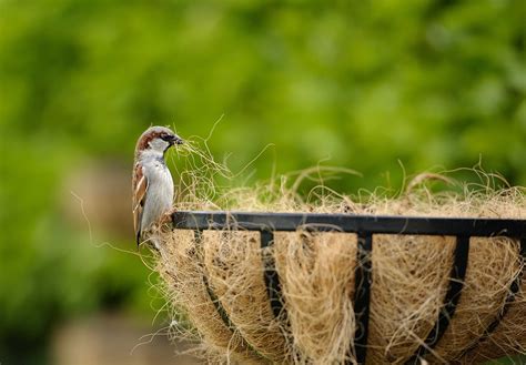 How To Get Rid Of Sparrows