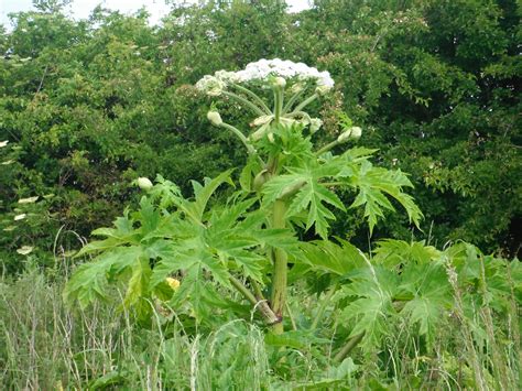 Giant Hogweed at Beningbrough | YDAA