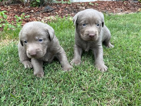 Silver Labrador Retriever Puppies for Sale | Silver and Charcoal Kennels