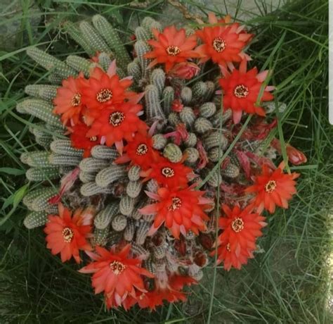 Peanut Cacti and How to Grow Them - Plants of Sargon | Plants, Peanut cactus, Cactus propagation