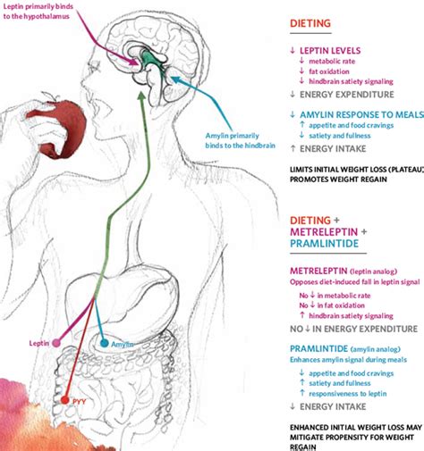 All about appetite regulation, part 1