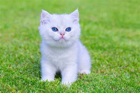 White Cat Names - 75+ Awesome Names for Your White Cat