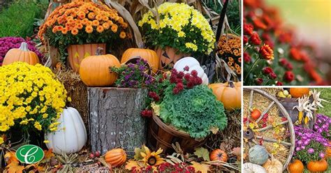 MUMS the Word for Fall Decorating