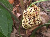 Needle Palm Tree – Rhapidophyllum hystrix