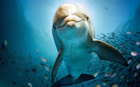 2880x1800 Dolphin Hd Macbook Pro Retina HD 4k Wallpapers, Images ...