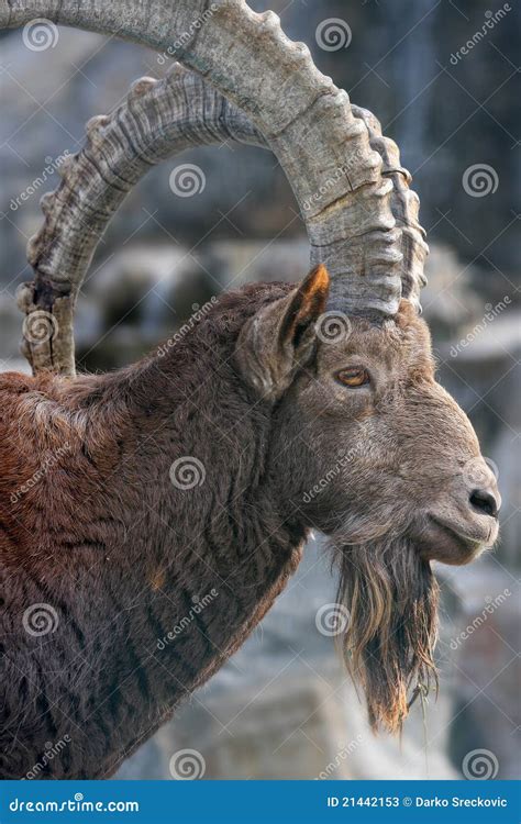 Nubian Ibex stock image. Image of animal, creature, endangered - 21442153