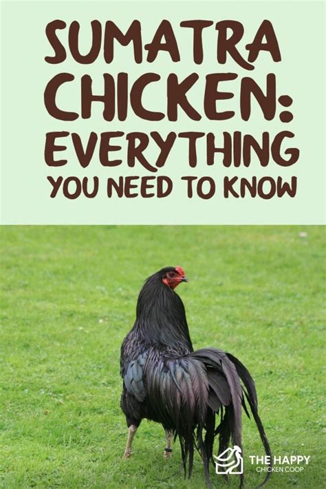 Sumatra Chicken: Everything You Need To Know