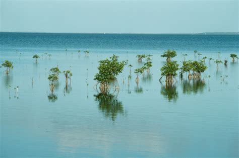 Types of Saltwater Ecosystems | Sciencing