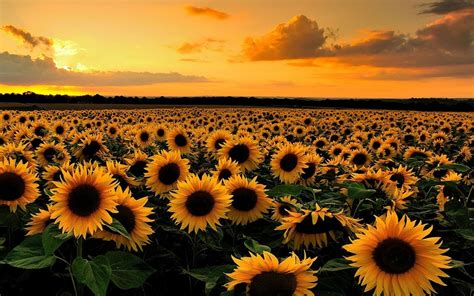Download Sunset Field Nature Sunflower HD Wallpaper